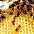 تحقیق شرح الگوریتم کلونی مورچه و زنبور عسل - 40 صفحه